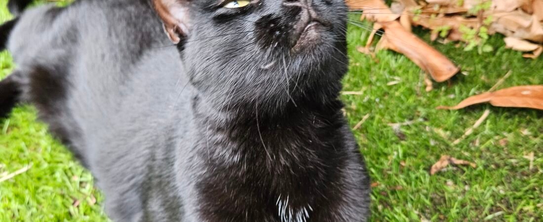 Cute cat pictures