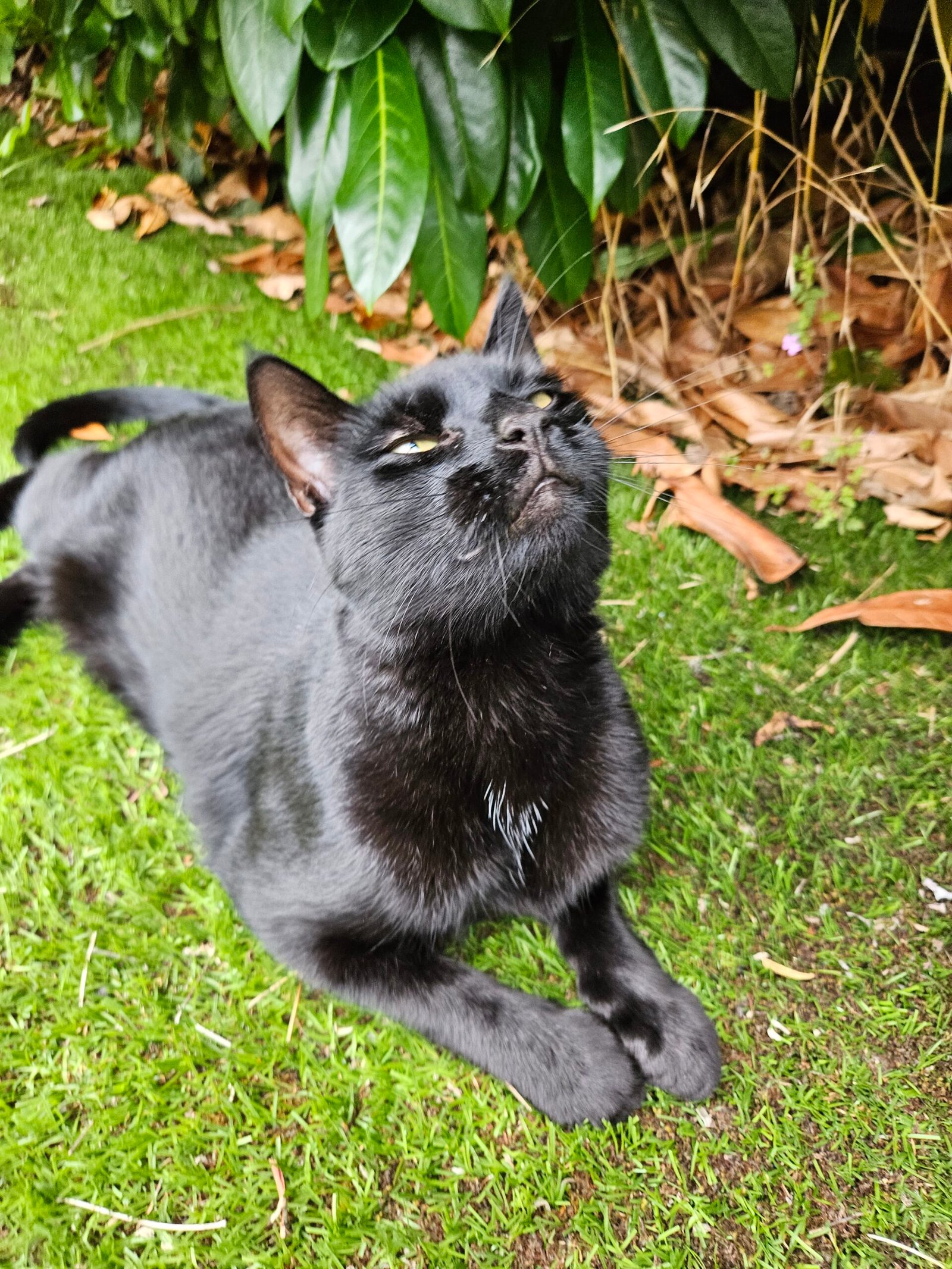 Cute cat pictures