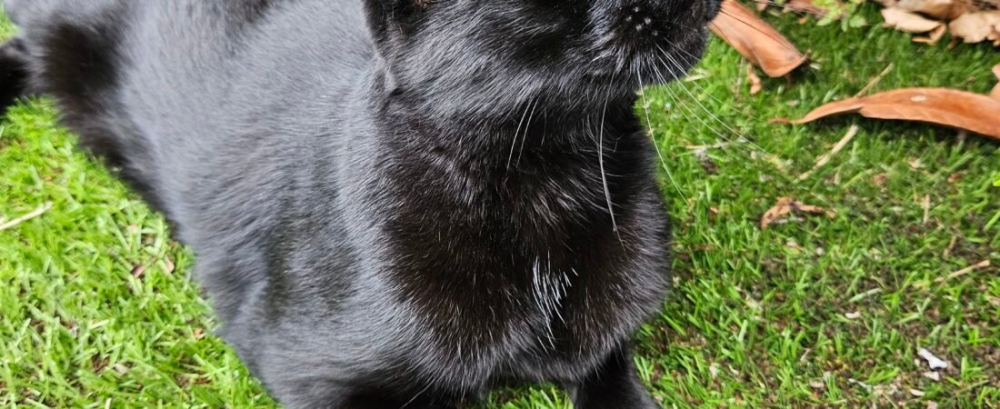 Random black cat pictures