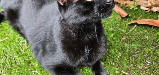 Random black cat pictures