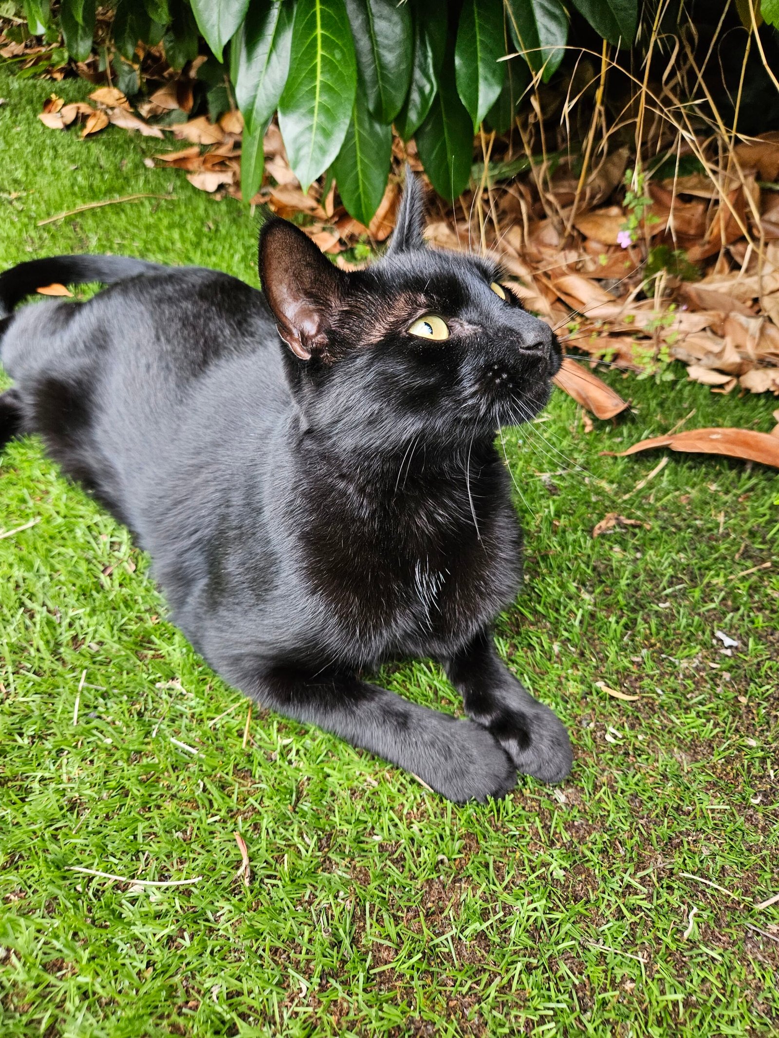 Random black cat pictures