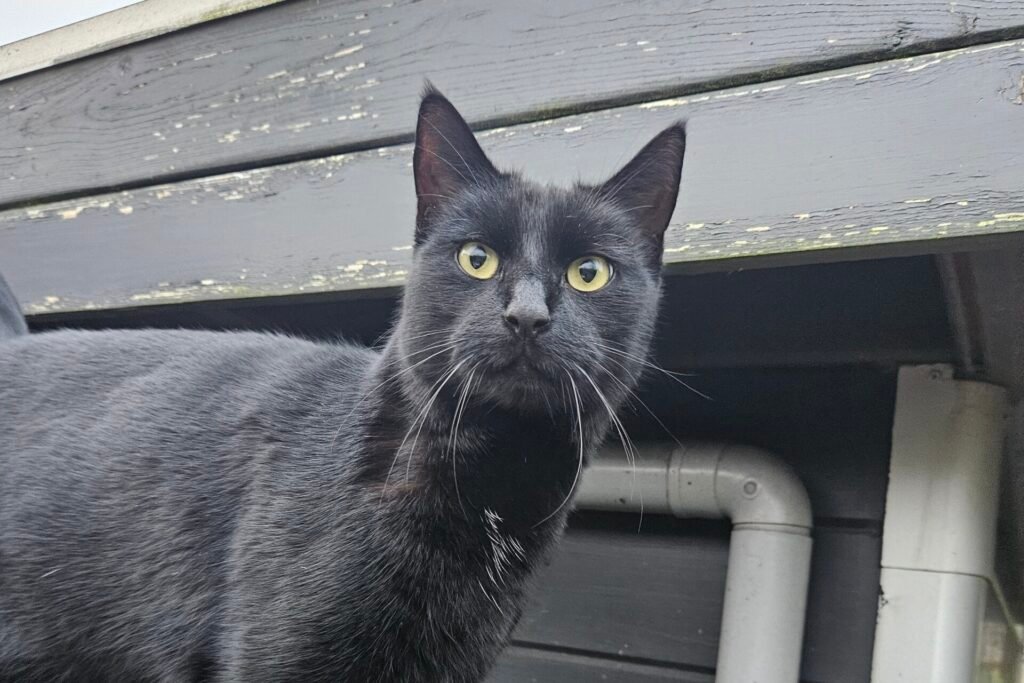 A black cat
