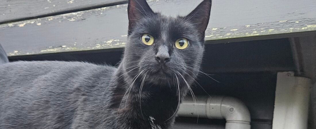 5 Reasons to Adopt a Black Cat