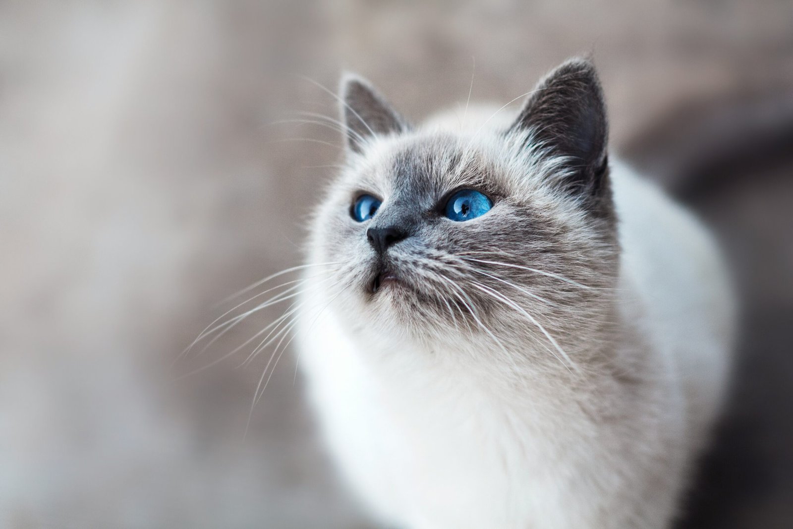 Understanding Cat Ages: Converting Feline Years to Human Years