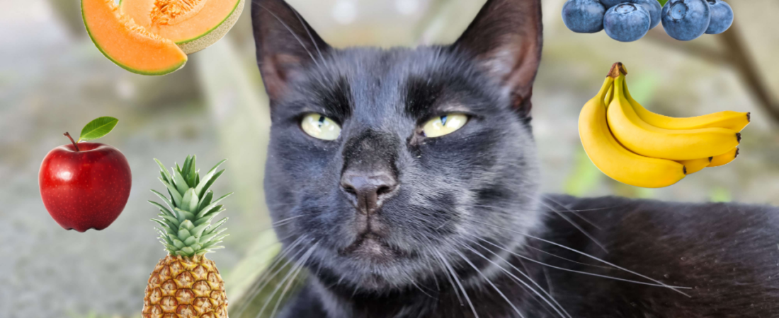 Can cats eat fruit?