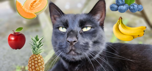 Can cats eat fruit?