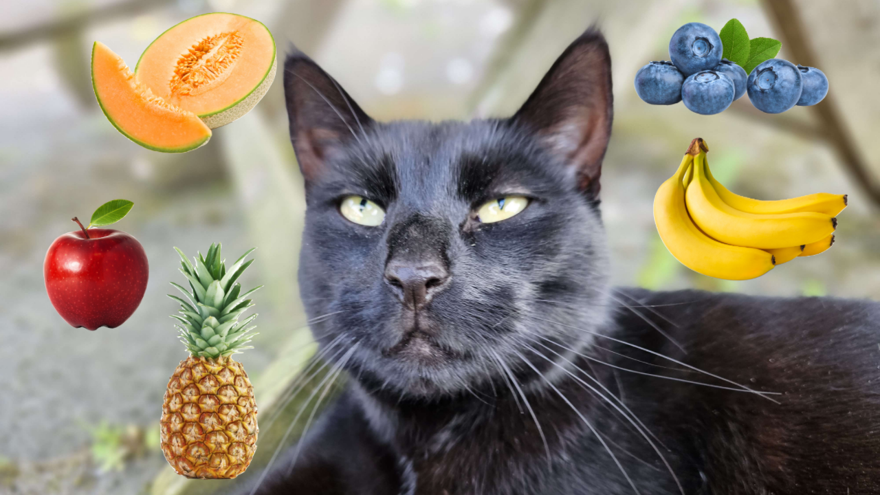 Can cats eat fruit?